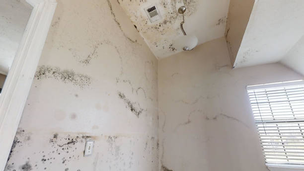 Best Emergency Mold Remediation  in Pawhuska, OK